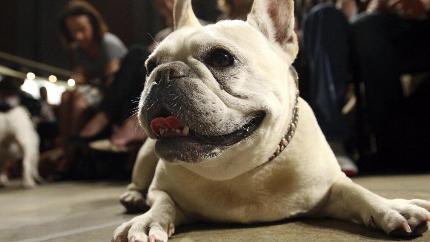 Dogs that look like cortez 2025